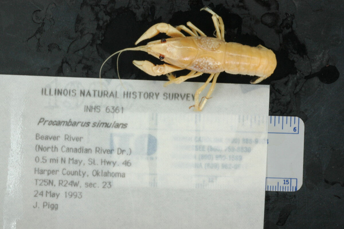 Procambarus simulans image